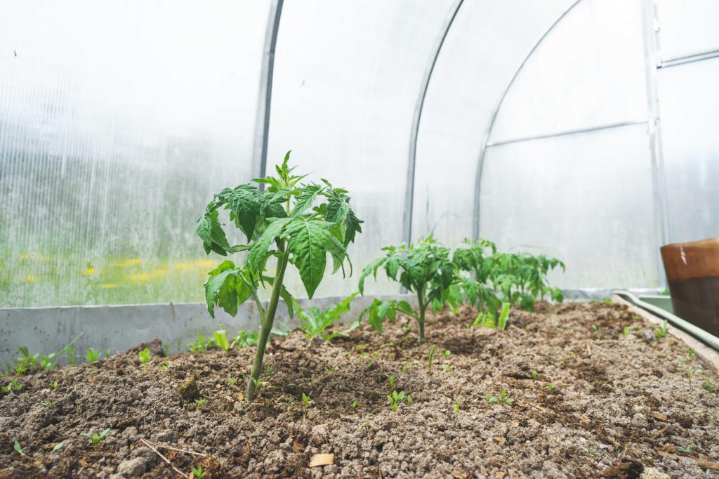 Ein Tomatengewächshaus ist ein Gewächshaus speziell für den Gemüseanbau.</br>© Fotolia: estas- 162857322
