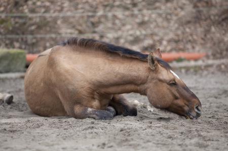 Pferd mit Kolik
