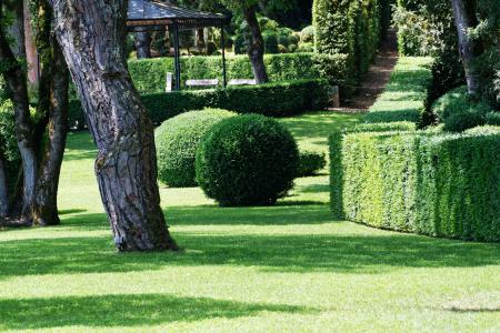 Schattenrasen im Garten